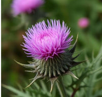 Milk Thistle